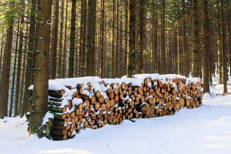 冬季森林，rusinowa 波拉纳高尔夫球场，高塔特拉山区，波兰