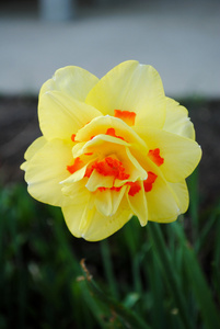 花式黄色橙色 daffoldil