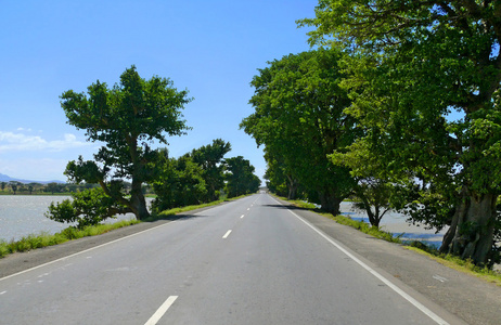 在尼罗河沿岸的道路。沿着路边的异想天开树木。非洲埃塞俄比亚