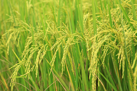 水稻农场