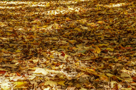 在秋天干燥的枫树叶掉在地上