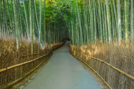 chikurin 没有米奇 竹林苑 在京都岚山