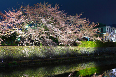 晚上在京都樱花树