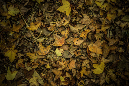 在秋天干燥的枫树叶掉在地上