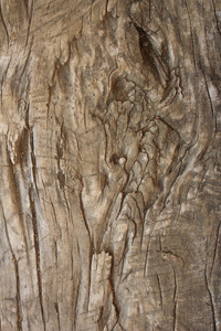 非常古老纹理的杨树根木头