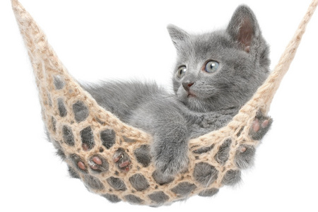可爱的灰色小猫，躺在吊床上