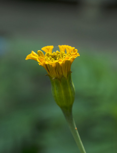 万寿菊鲜花在花园里