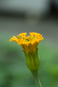 万寿菊鲜花在花园里