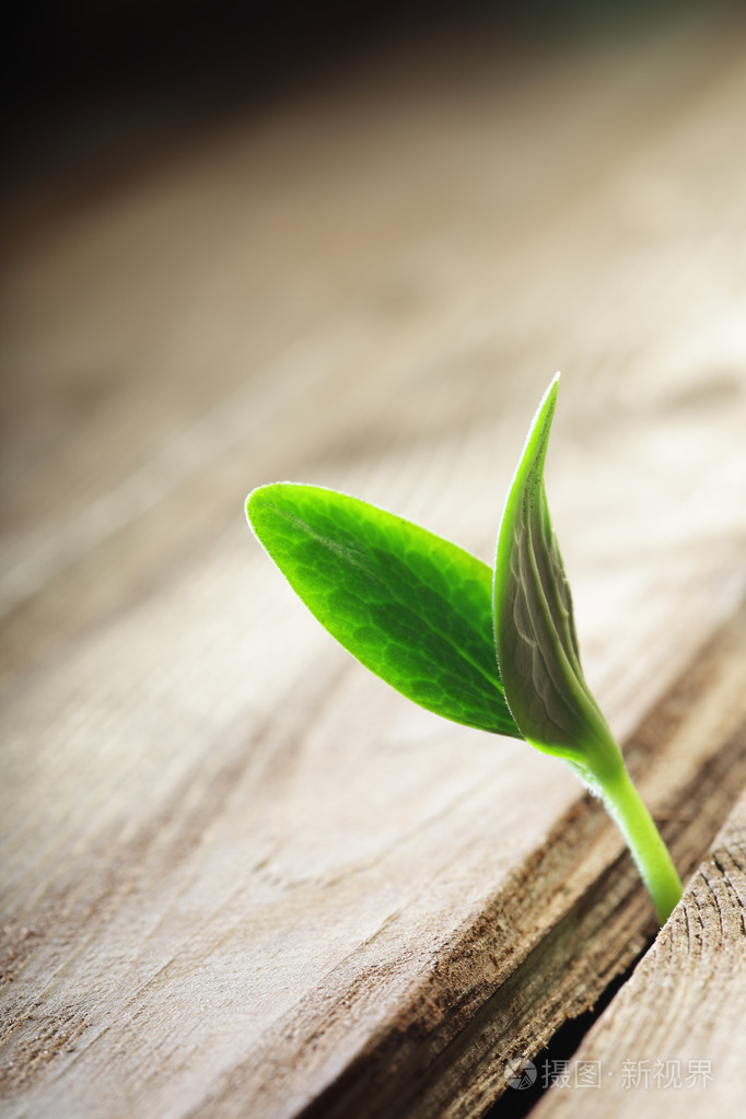 发芽发芽在木地板