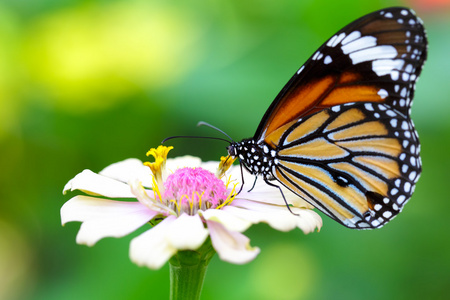 特写蝴蝶在花上图片