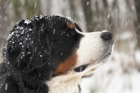 伯尔尼的牛在大雪中