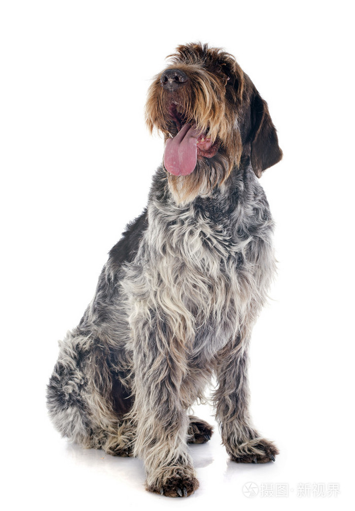 wirehaired 指向狮鹫