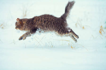 在雪中的猫