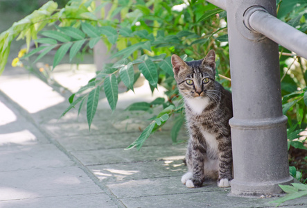 街头的可爱小猫咪在户外图片