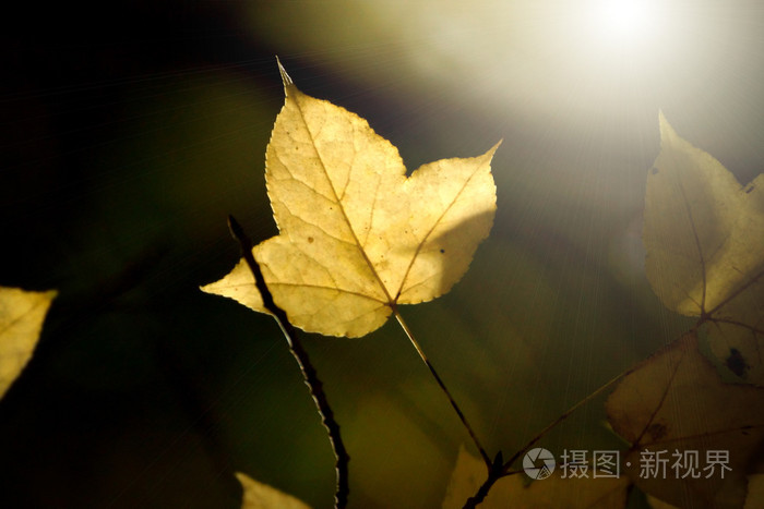 黄枫树叶在秋天