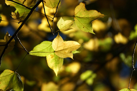 黄枫树叶在秋天