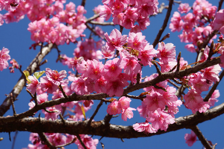 粉红色的花野生喜马拉雅山樱桃