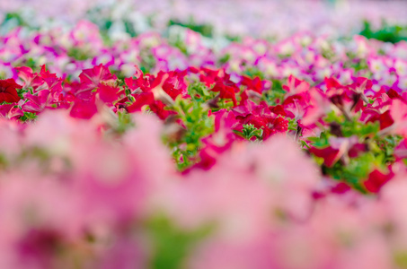 在花园里的花