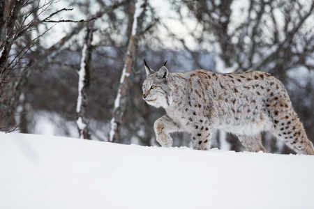 欧洲猞猁漫步在雪中