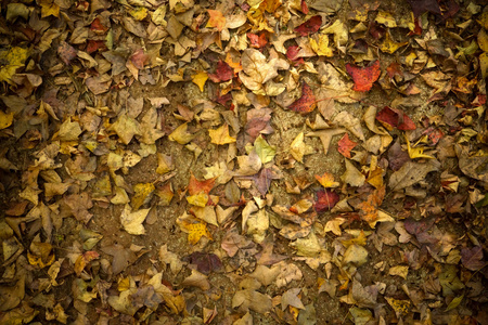 干燥的树叶在地上