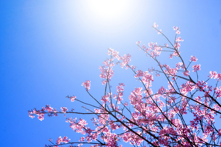 粉红色的花野生喜马拉雅山樱桃