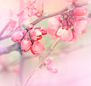 在春天发芽芽开花果树开花