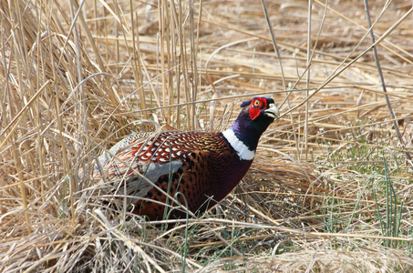 高飞 ringneck