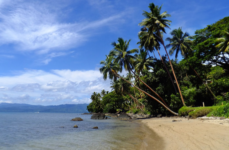 斐济，海滩 瓦努阿岛岛上的棕榈树