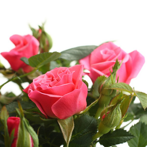 粉红色的玫瑰与绿色的茎被隔绝在白色背景