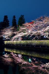 在晚上的樱花树和湖反射