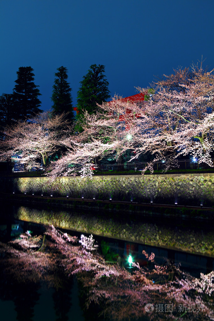 在晚上的樱花树和湖反射