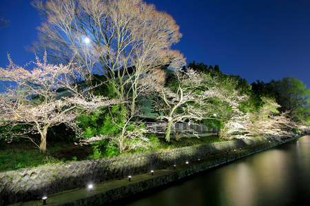 樱花树与夜间湖
