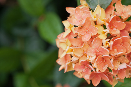 西印度群岛的橙黄色的茉莉花，穗状花序花的特写
