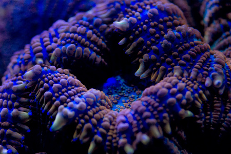 硬珊瑚宏观上潜水小夜灯