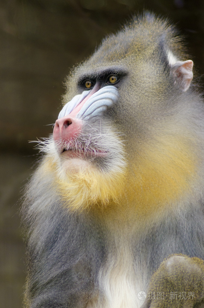 px发票合同问题/动物雄性哺乳动物狒狒查看作者其他作品查看更多>粉红