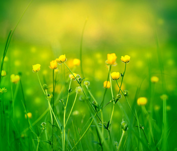 野生花草花黄色