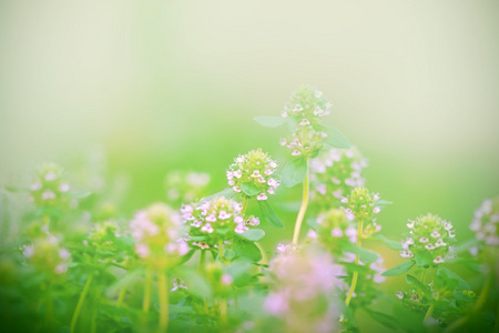 百里香花