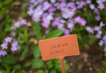 繁缕花