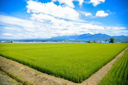 绿色的稻田，在 japan2