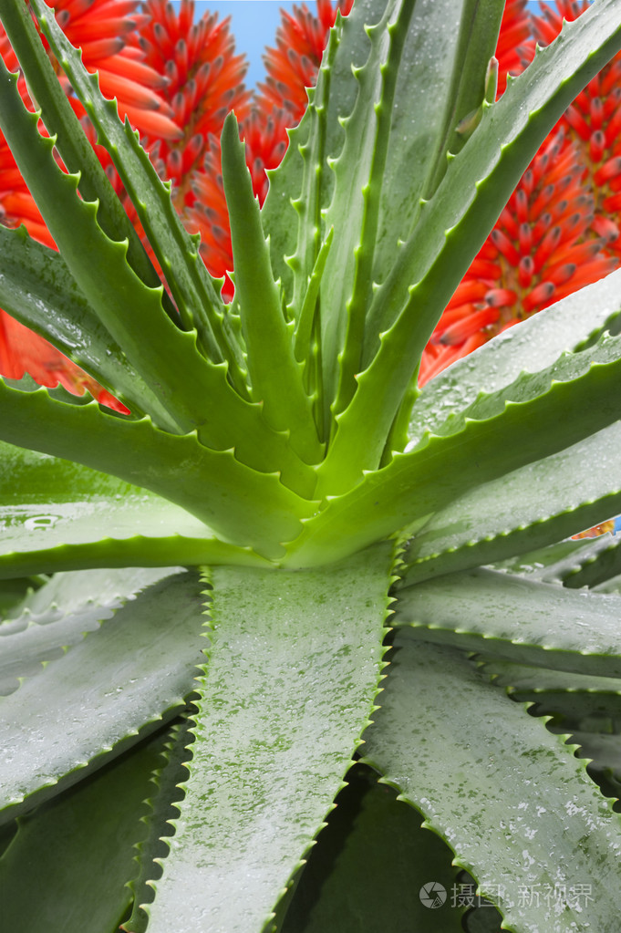 芦荟植物的花朵