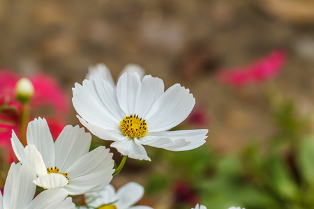 波斯菊花海