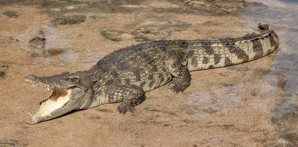 暹罗鳄图片