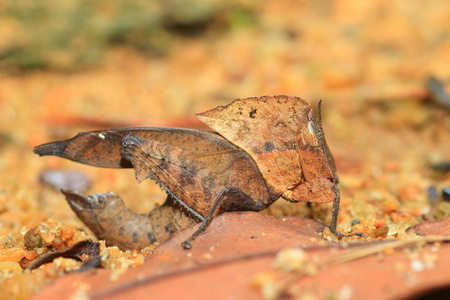 枯叶模仿蝗虫 chorotypus sp 在 sinharaja 森林保护区，斯里兰卡