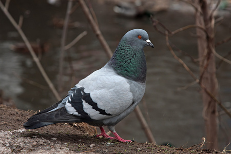 岩鸽飞向展开的翅膀岩鸽-天鸽座维娅岩鸽-天鸽座维娅普通鸽子或岩鸽co
