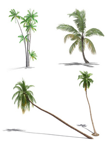3d 的棕榈树的一组