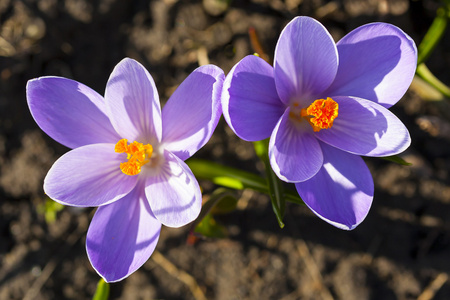 两番红花花