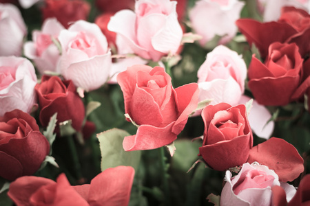 复古风格的红色和粉色的玫瑰花的特写背景