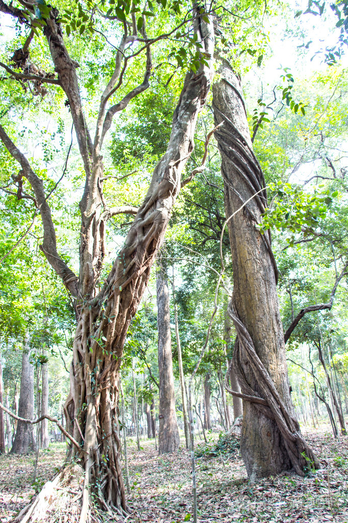 各地在泰国森林里的树藤