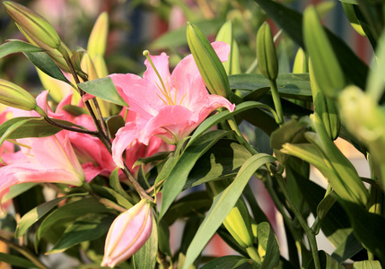 多彩百合鲜花