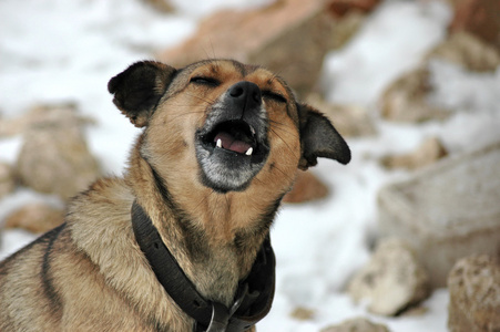 牧羊犬